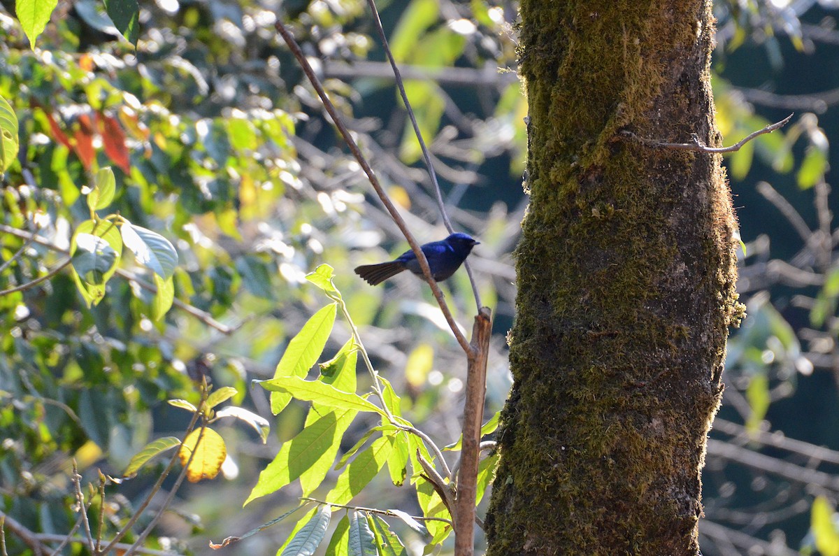 Large Niltava - Debabrata Banerjee