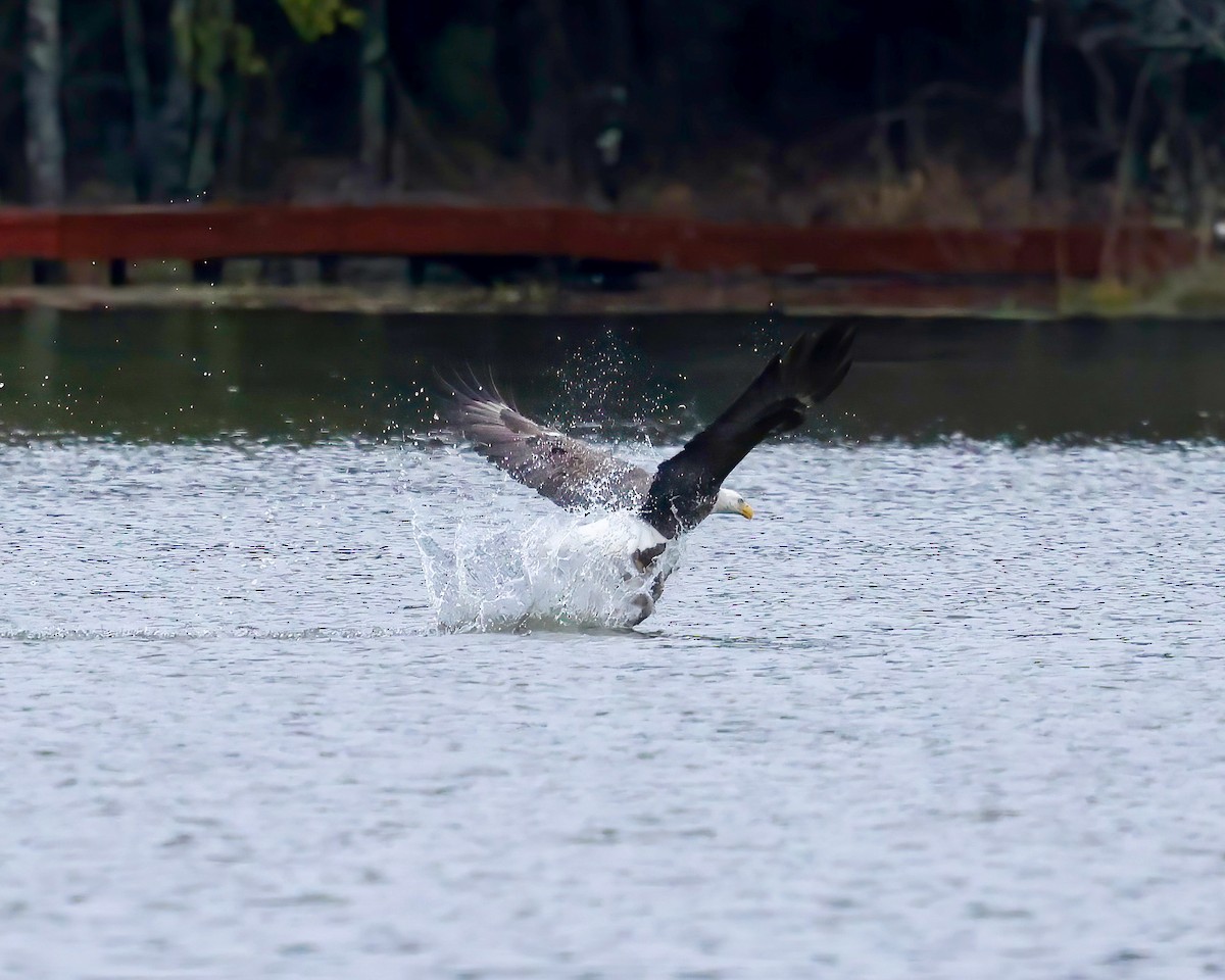 Bald Eagle - Debbie Kosater