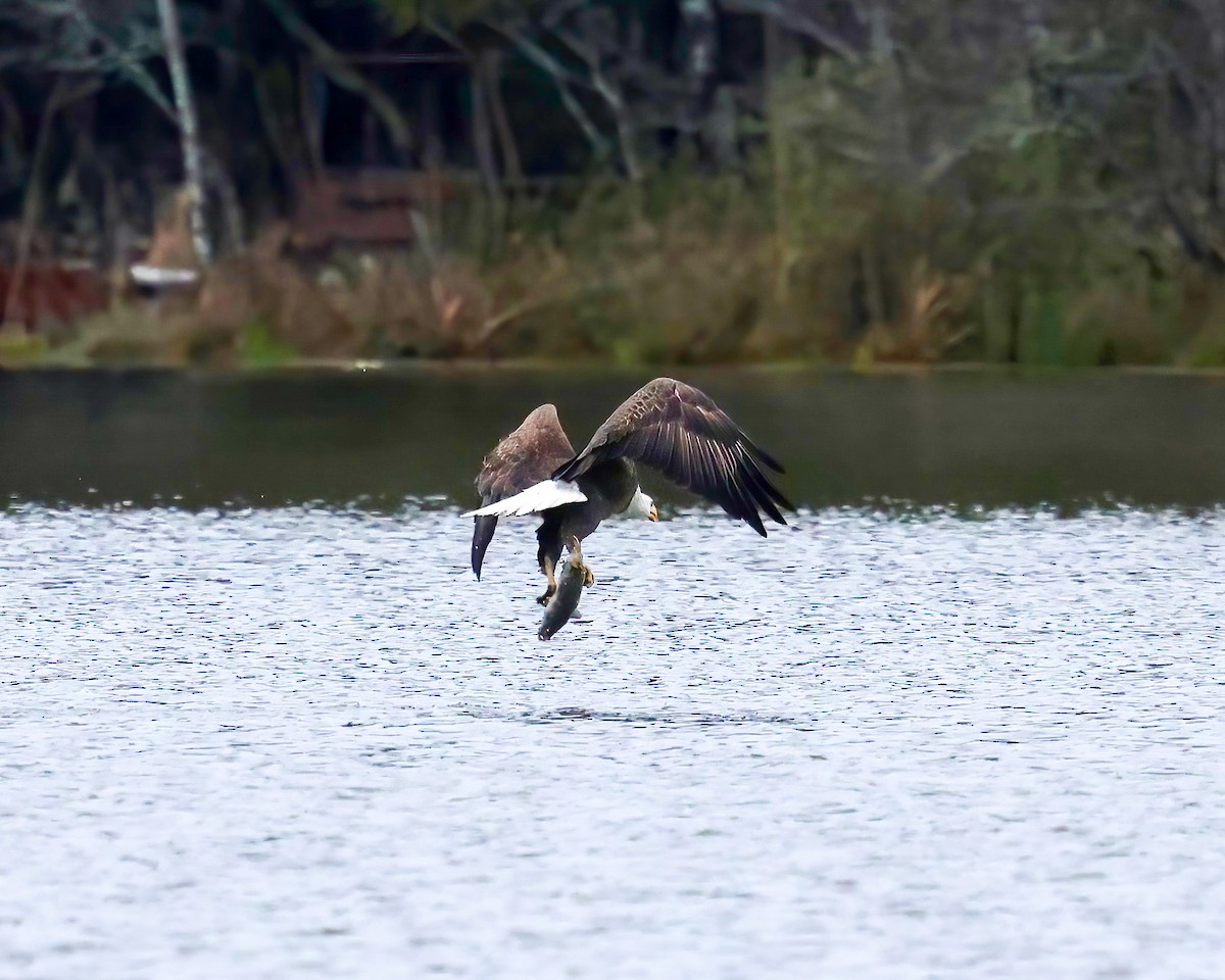 Bald Eagle - ML616591783