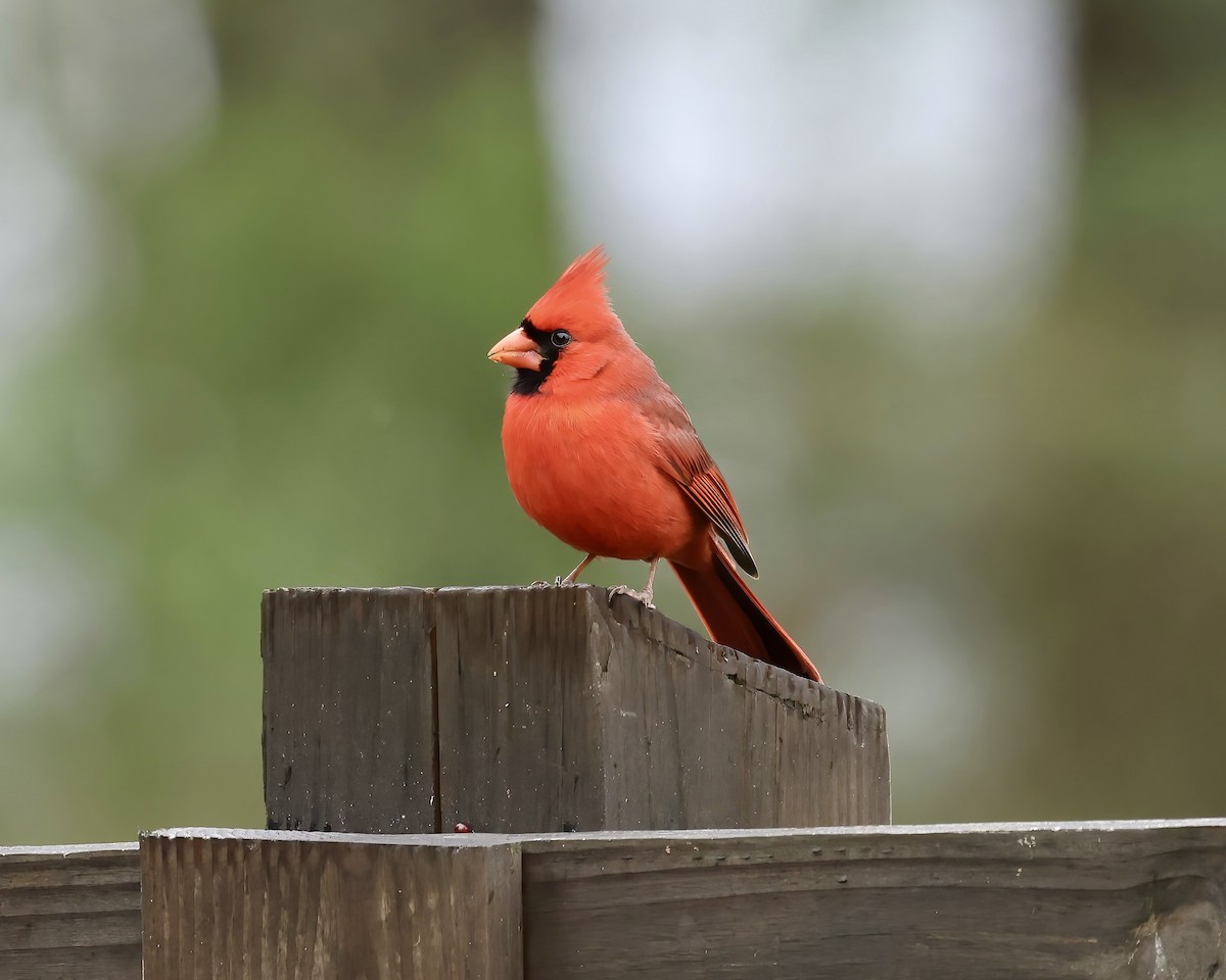 Northern Cardinal - ML616591793