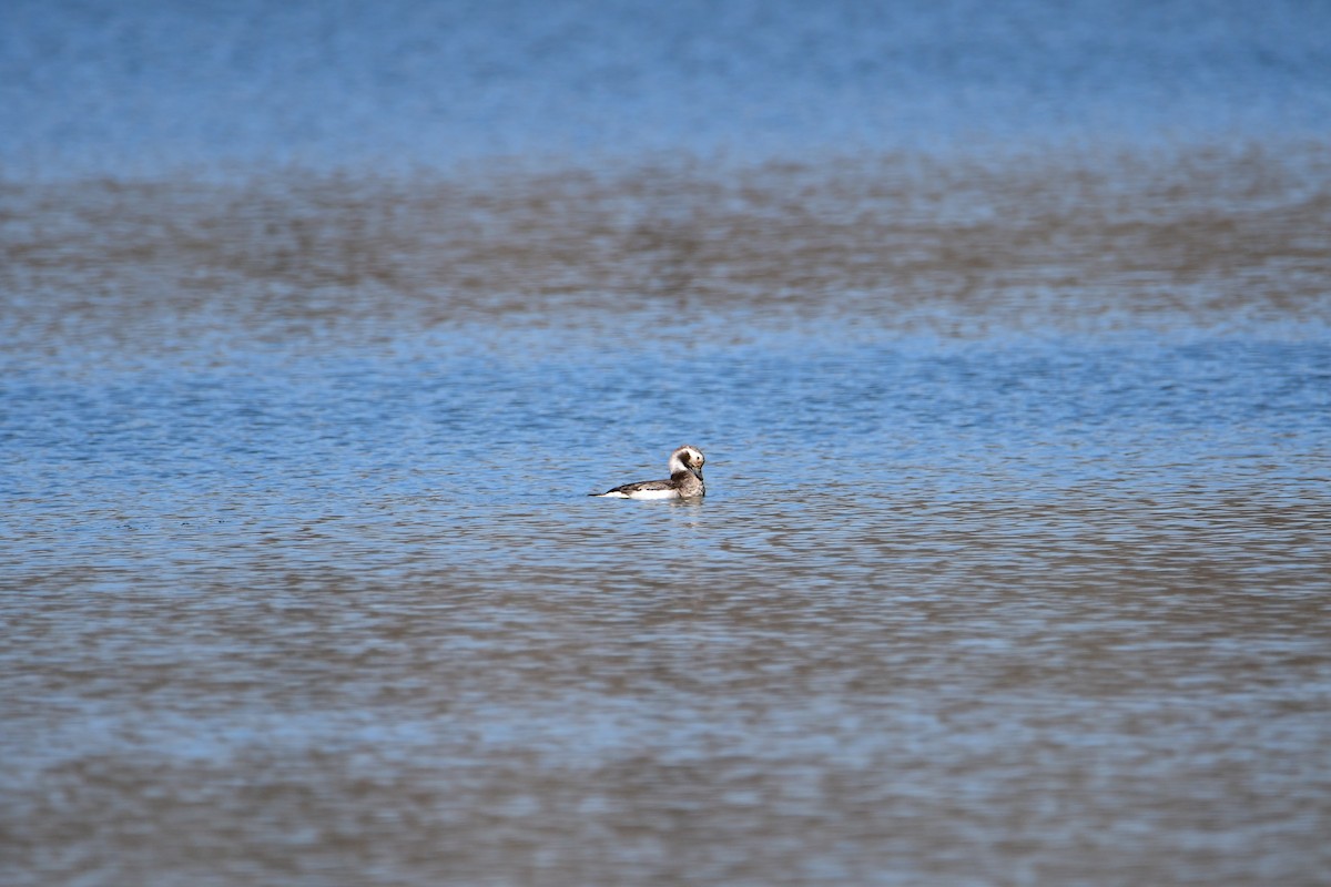 Long-tailed Duck - ML616591798