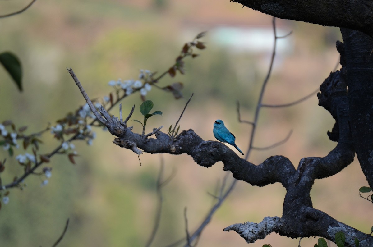 Verditer Flycatcher - Debabrata Banerjee