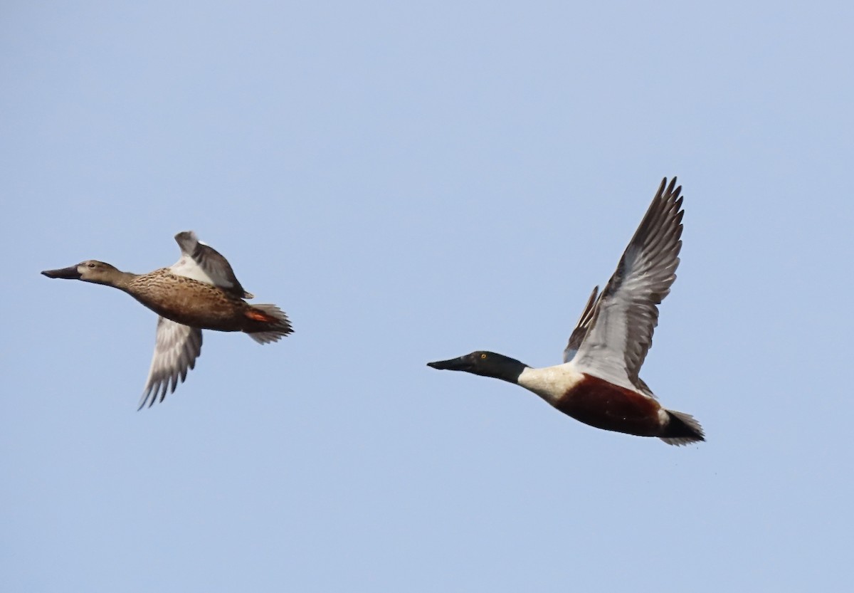 Northern Shoveler - ML616591828