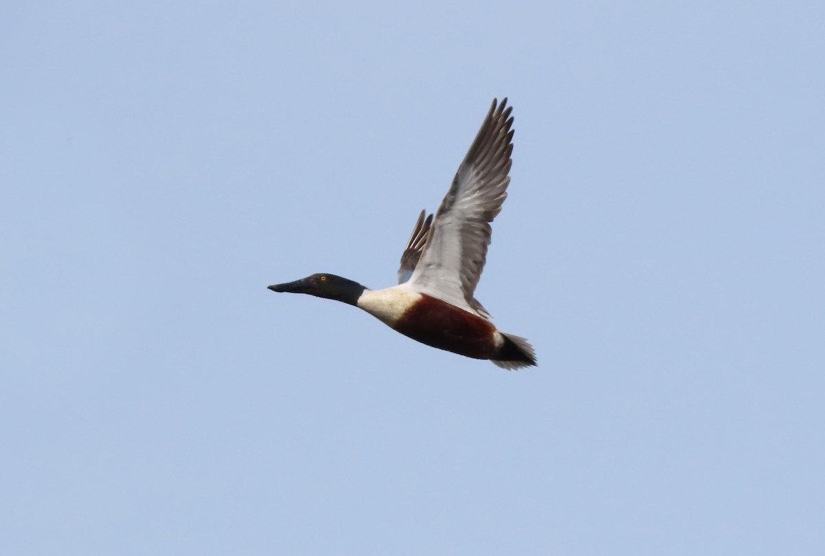 Northern Shoveler - ML616591829