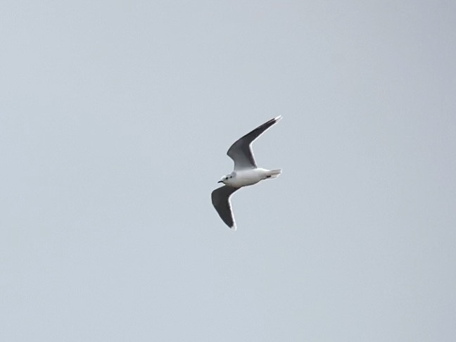 Little Gull - Dave Craven