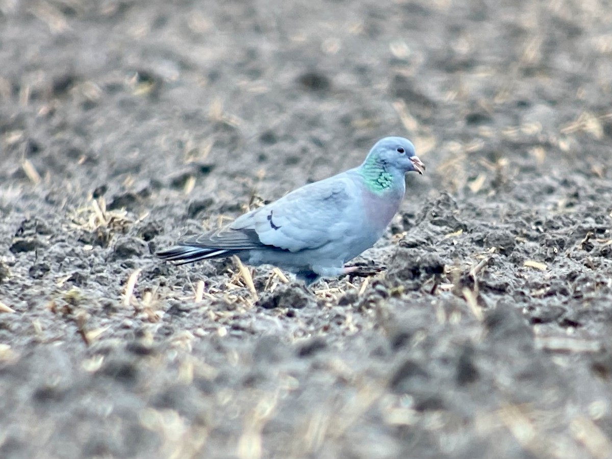 Stock Dove - Dave Craven