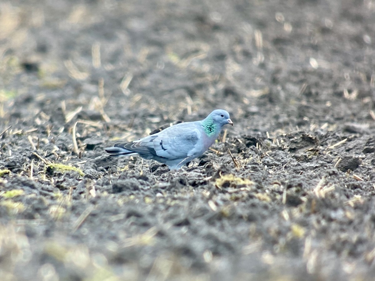 Stock Dove - Dave Craven