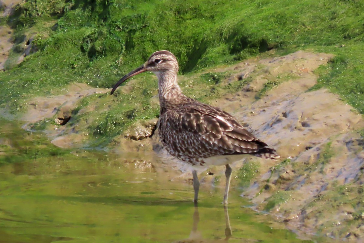 Whimbrel - ML616591877