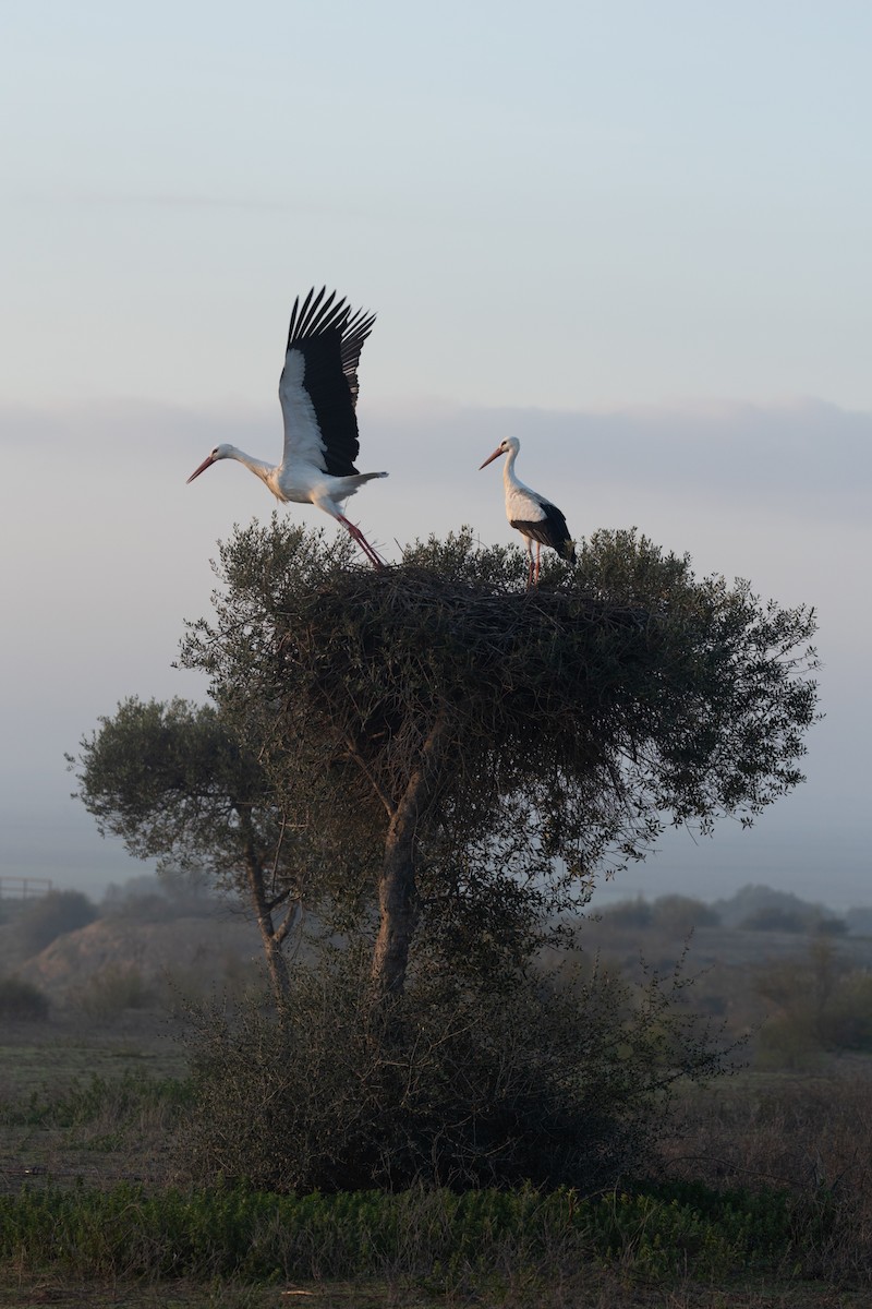 White Stork - ML616591891