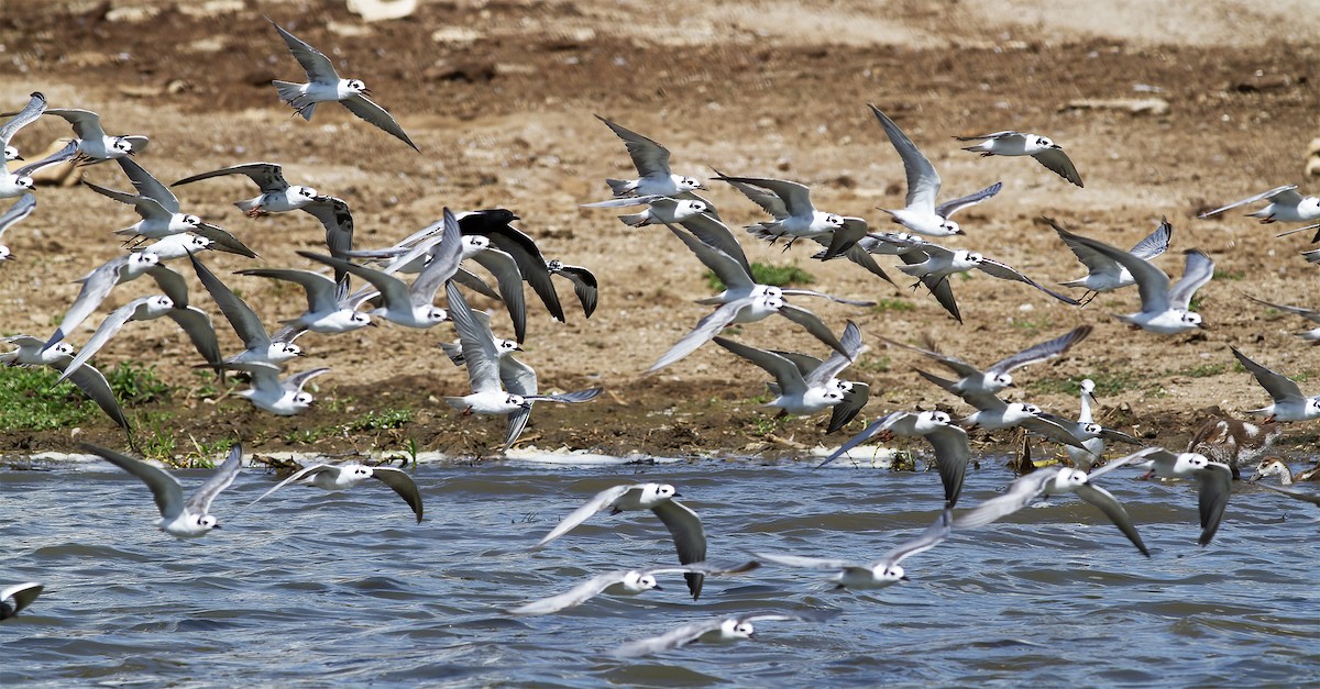 White-winged Tern - ML616591898