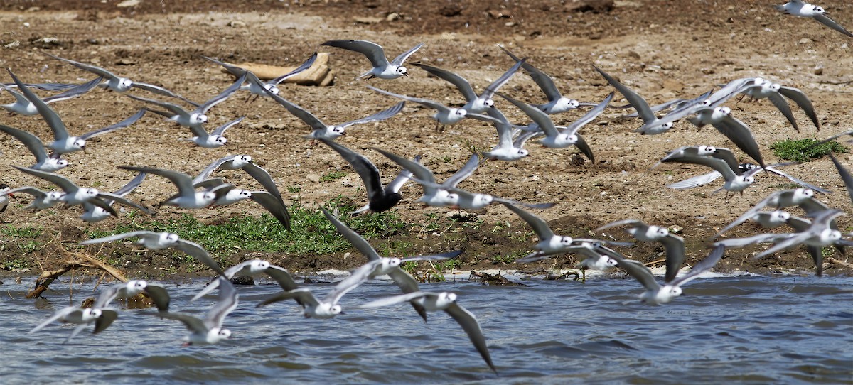 White-winged Tern - Gary Rosenberg