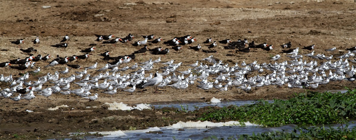 White-winged Tern - ML616591902