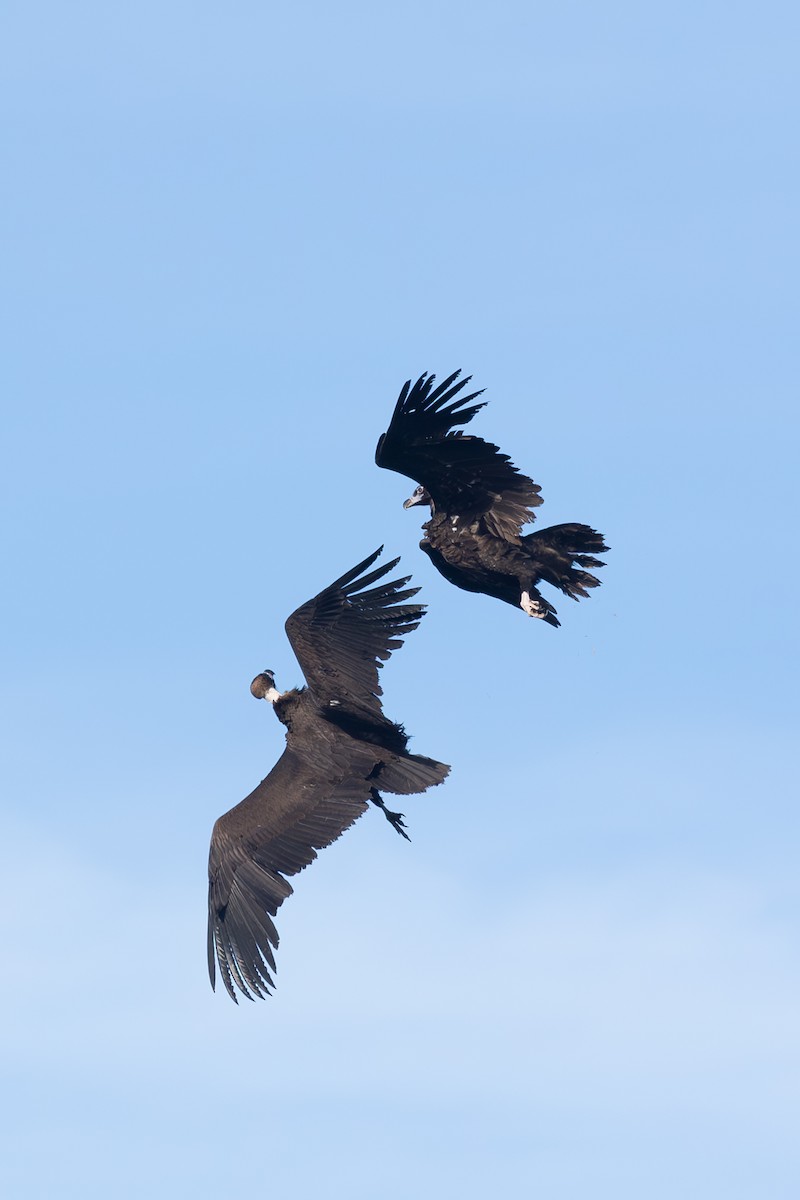 Cinereous Vulture - ML616591952