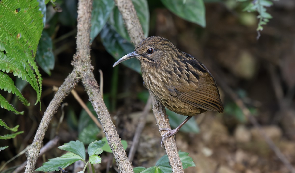 Long-billed Wren-Babbler - ML616591977