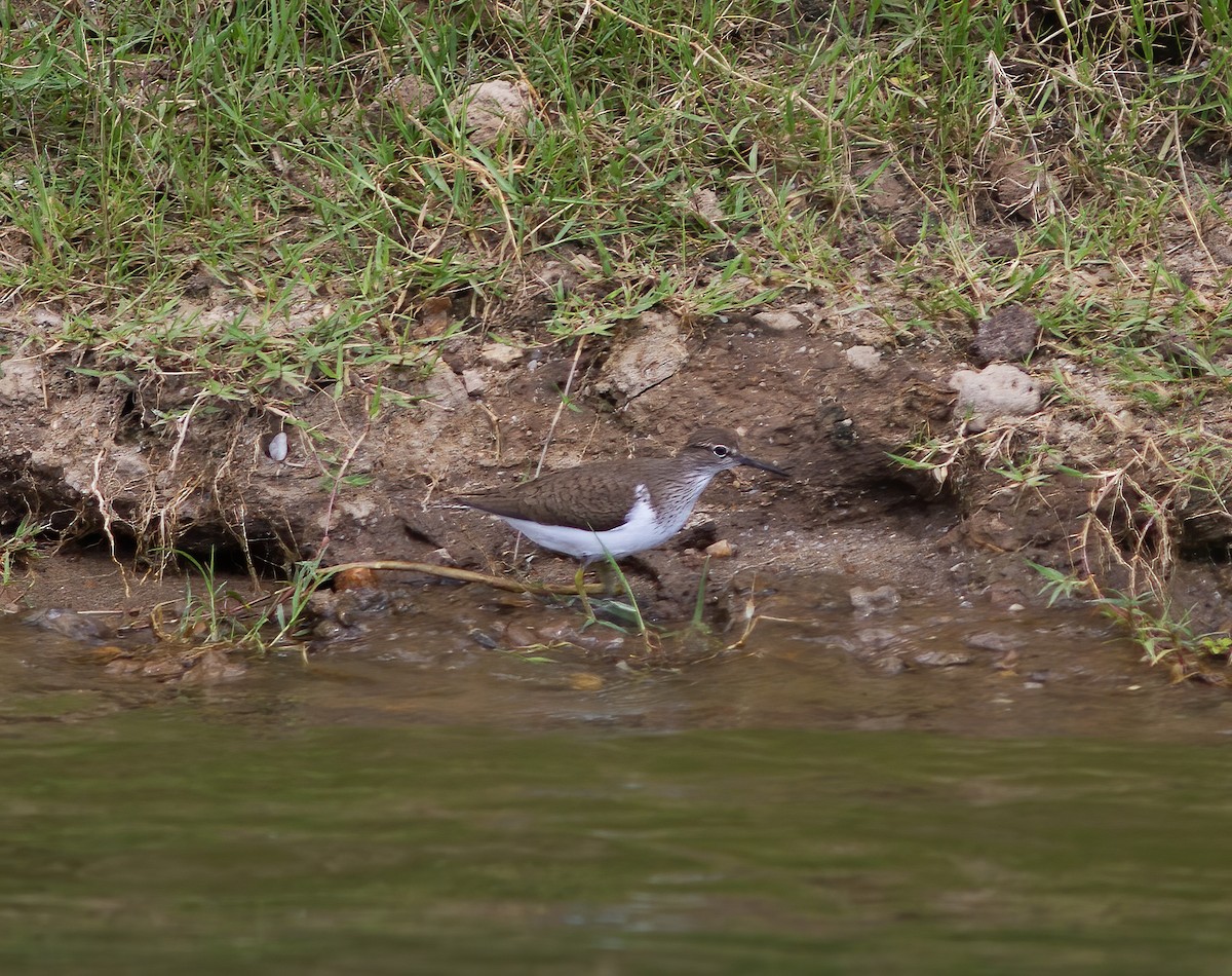 Green Sandpiper - ML616592004