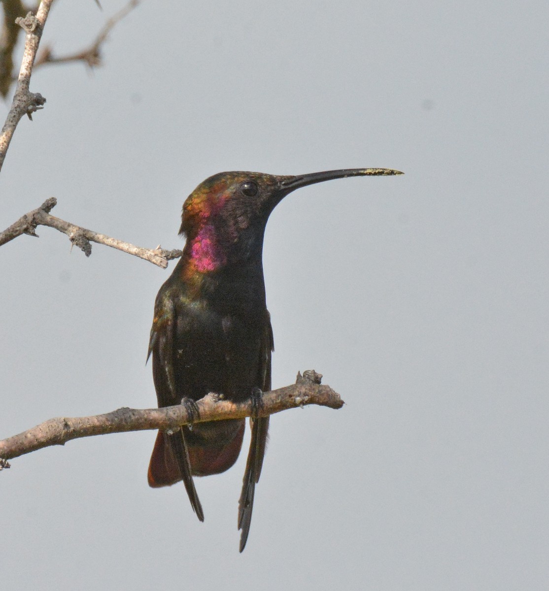 Jamaikamangokolibri - ML616592007