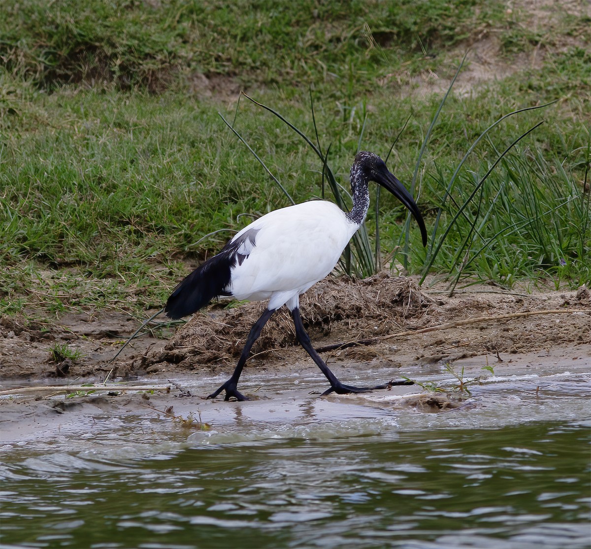 African Sacred Ibis - ML616592059