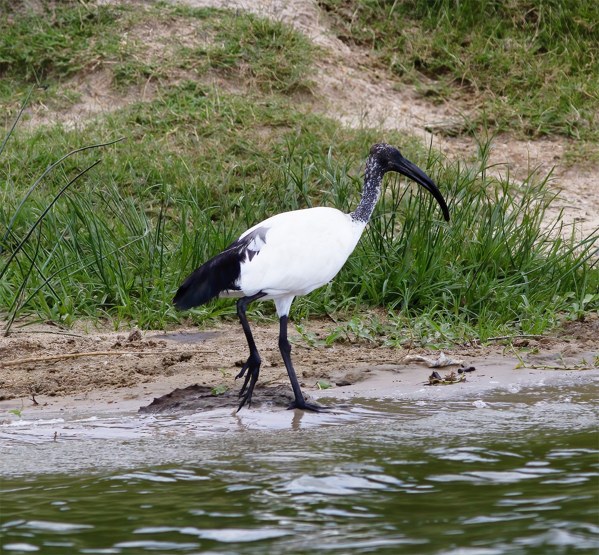 African Sacred Ibis - ML616592061