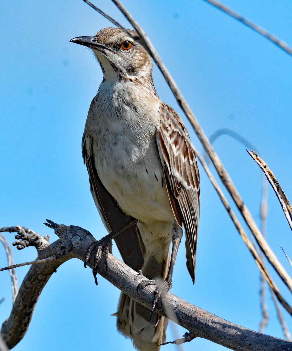 Bahama Mockingbird - Michael J Good