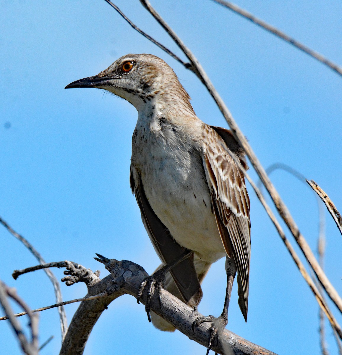 Bahama Mockingbird - ML616592064