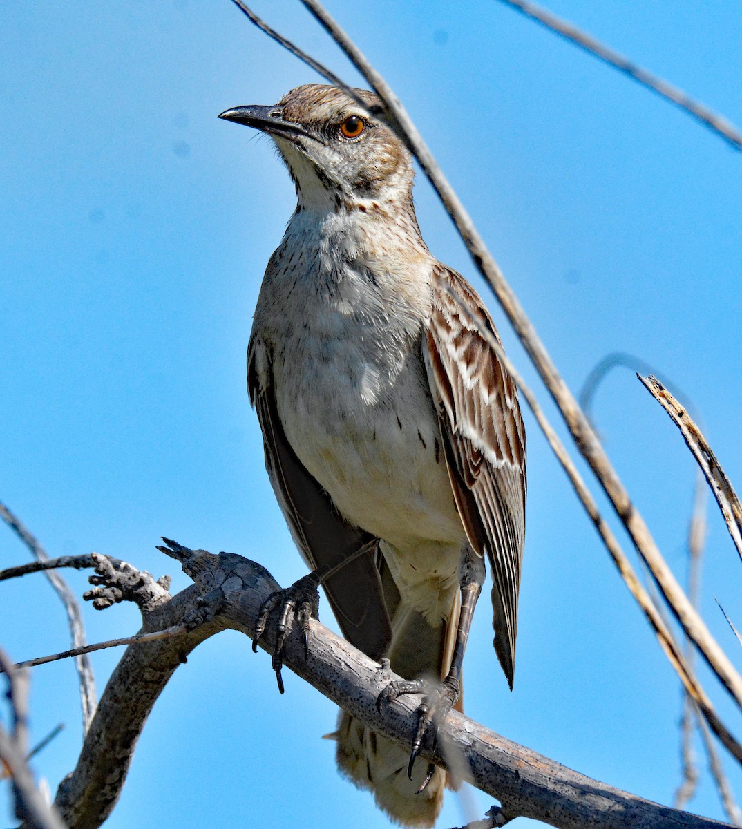 Bahama Mockingbird - Michael J Good