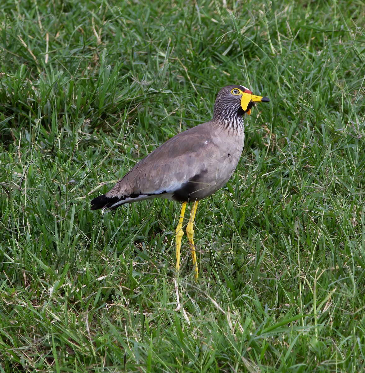 Wattled Lapwing - ML616592073