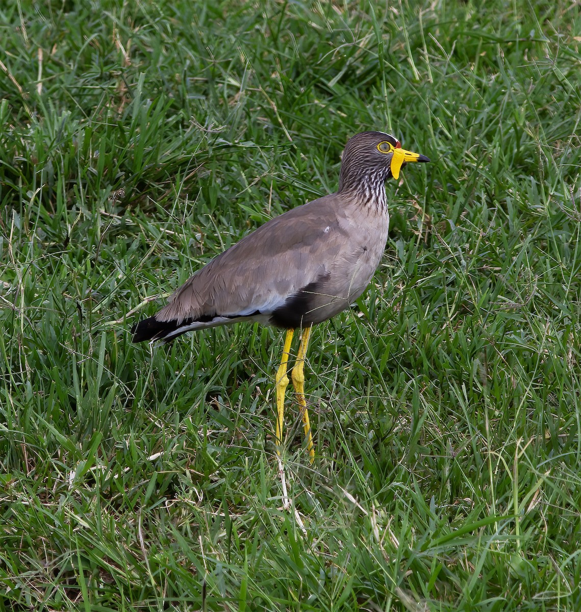 Wattled Lapwing - ML616592074