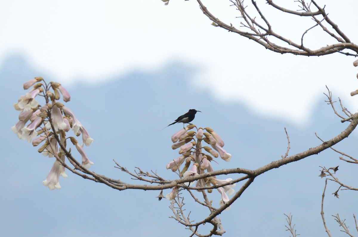 Black-throated Sunbird - Debabrata Banerjee