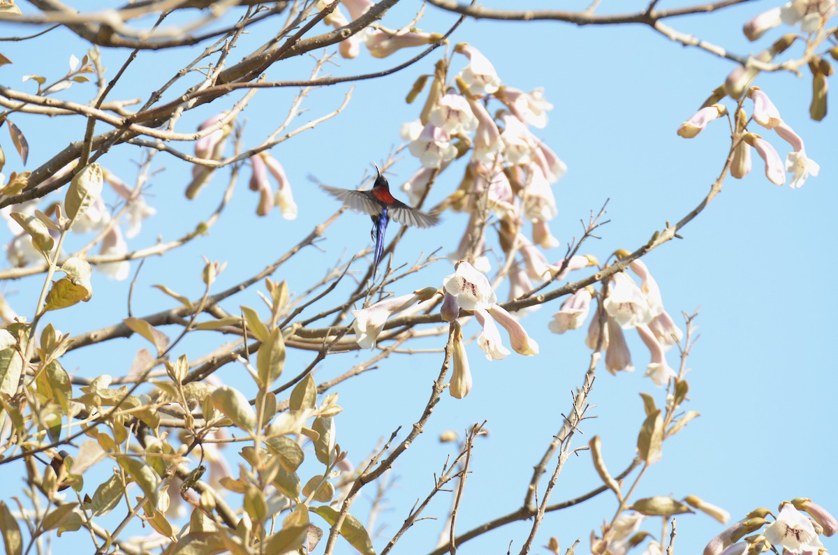 Black-throated Sunbird - Debabrata Banerjee