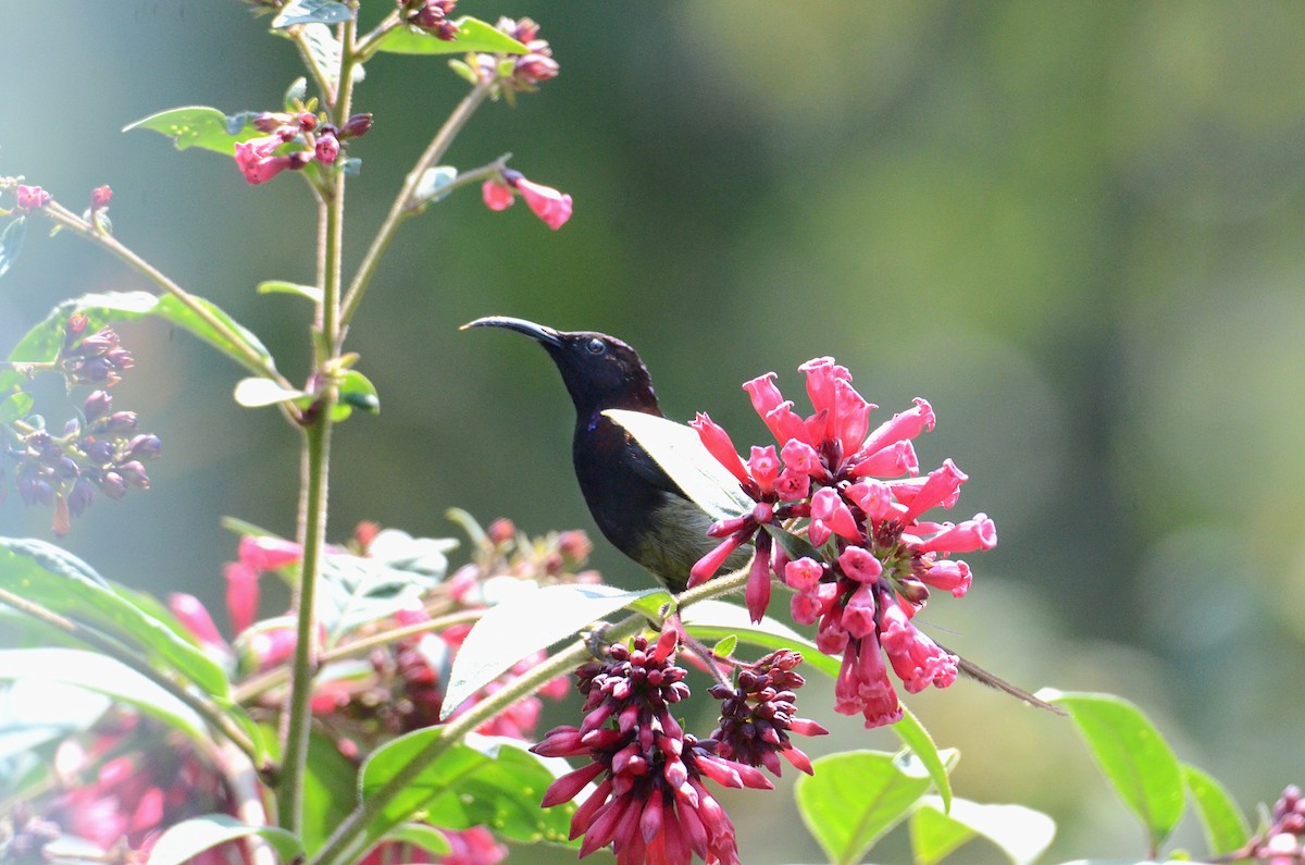 Black-throated Sunbird - Debabrata Banerjee