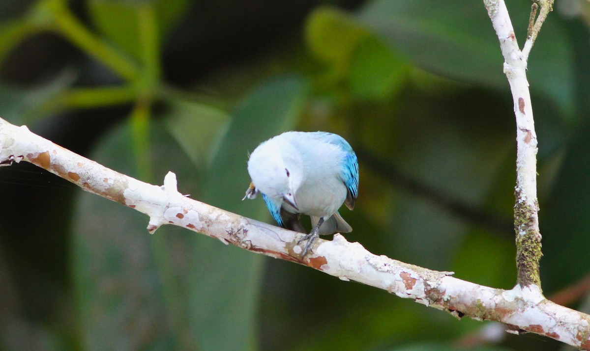 Blue-gray Tanager - ML616592131
