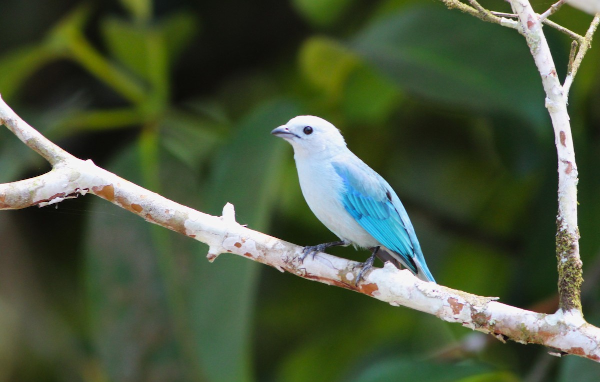 Blue-gray Tanager - ML616592132