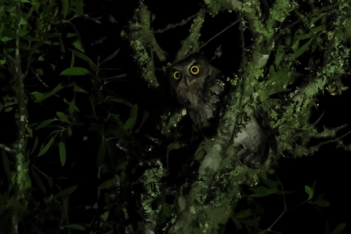 Long-tufted Screech-Owl - Serge Rivard