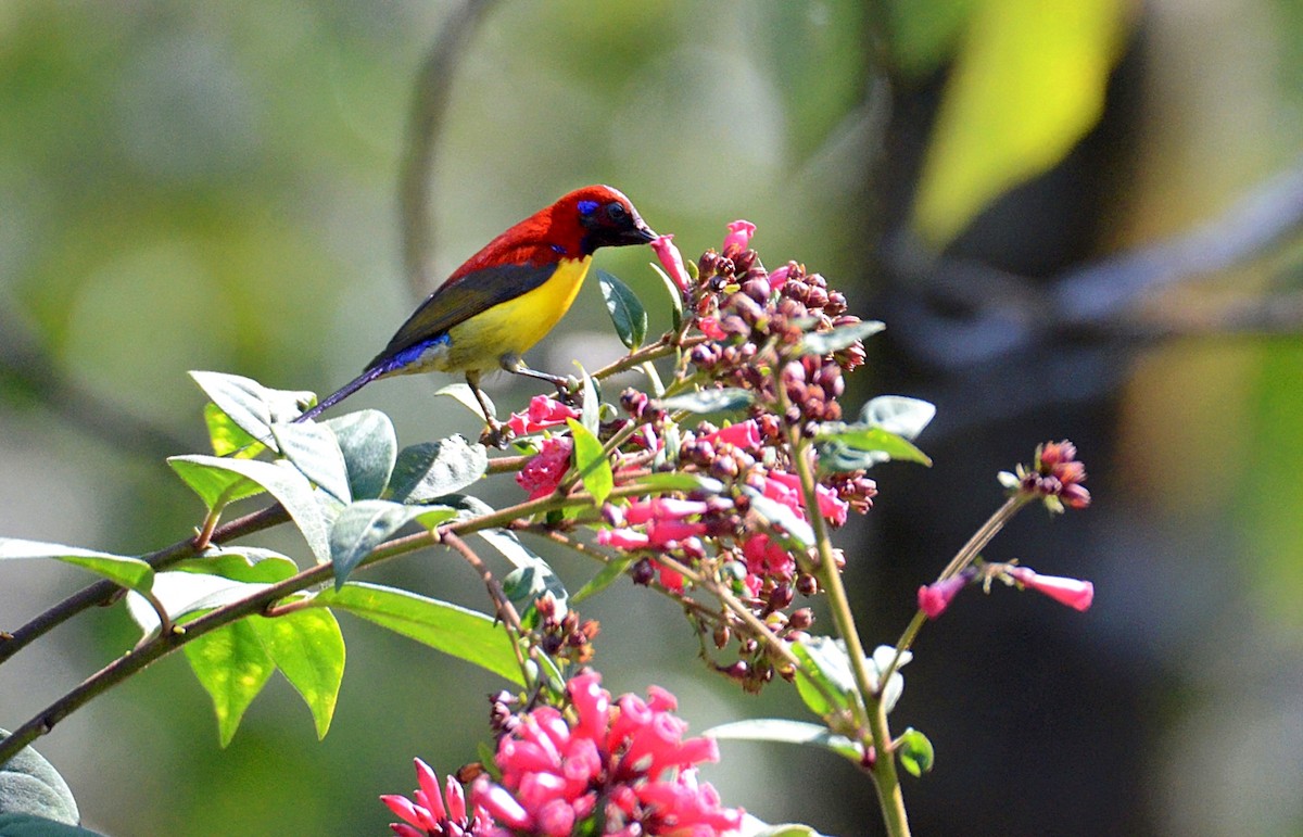 Mrs. Gould's Sunbird - Debabrata Banerjee