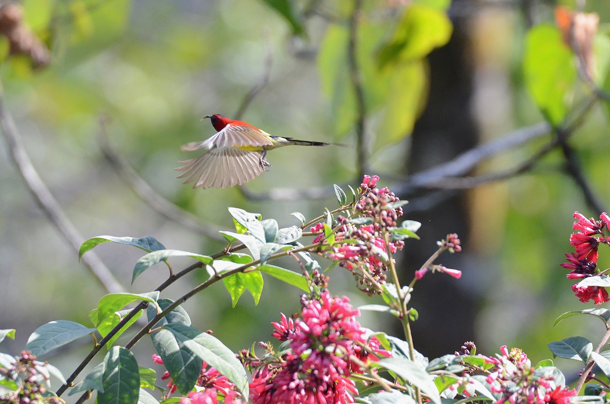 Mrs. Gould's Sunbird - Debabrata Banerjee