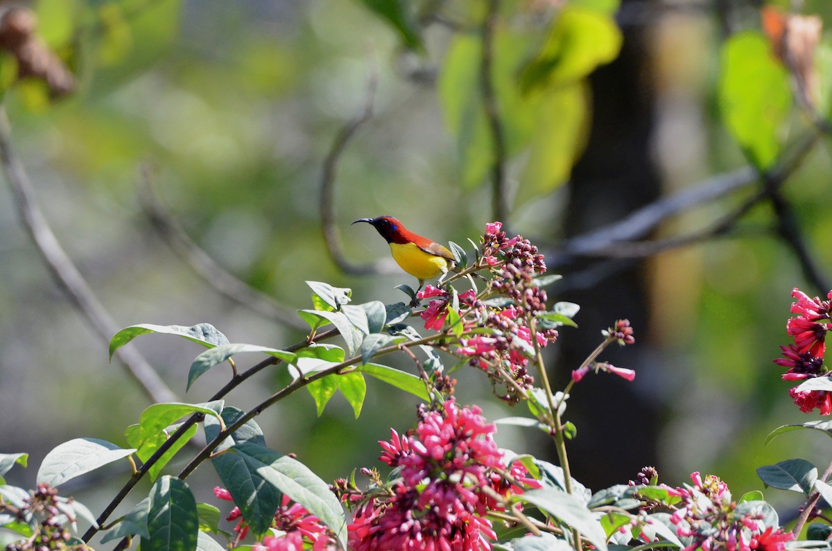 Mrs. Gould's Sunbird - Debabrata Banerjee