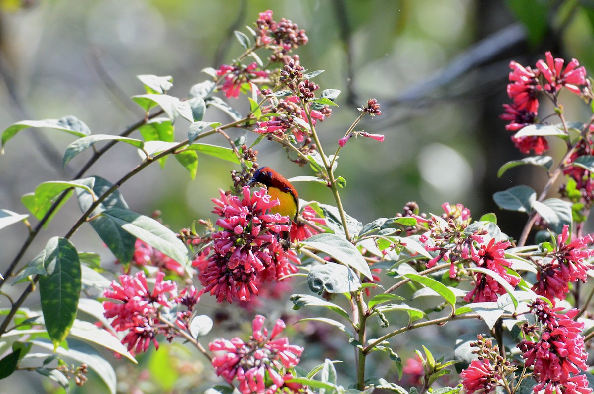 Mrs. Gould's Sunbird - Debabrata Banerjee