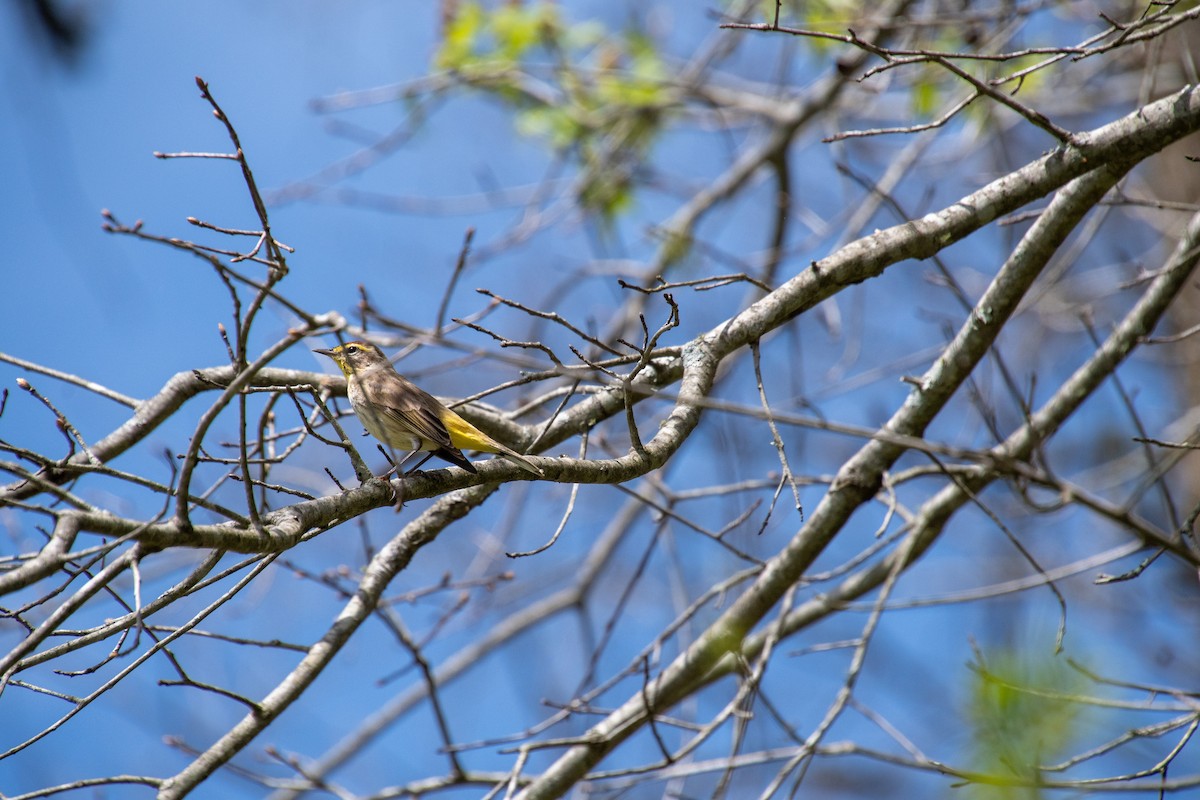 Palm Warbler - ML616592164