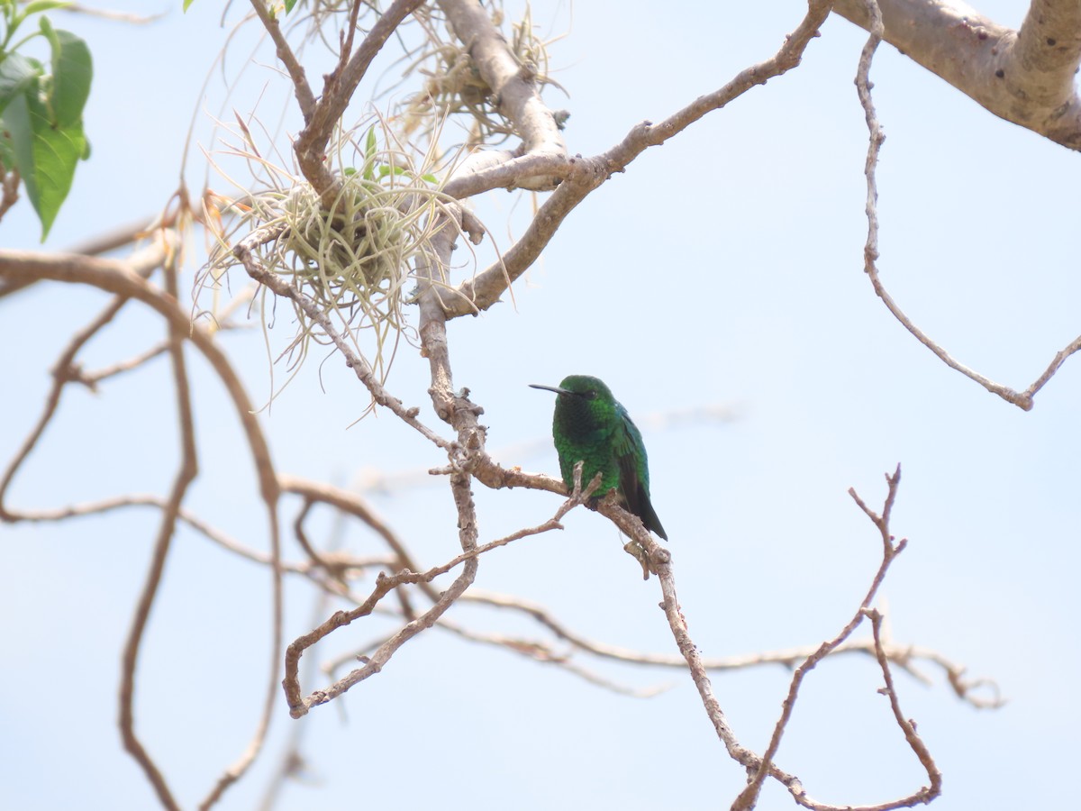 Short-tailed Emerald - Cristian Cufiño