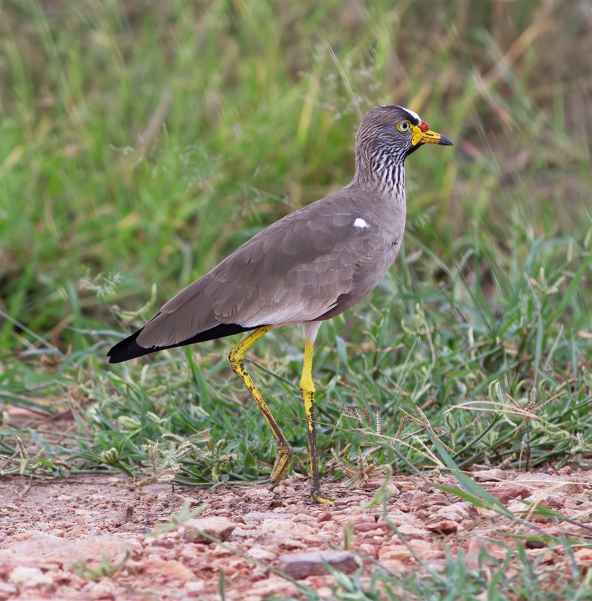 Wattled Lapwing - ML616592190