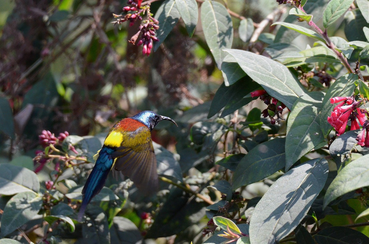 Green-tailed Sunbird - ML616592210