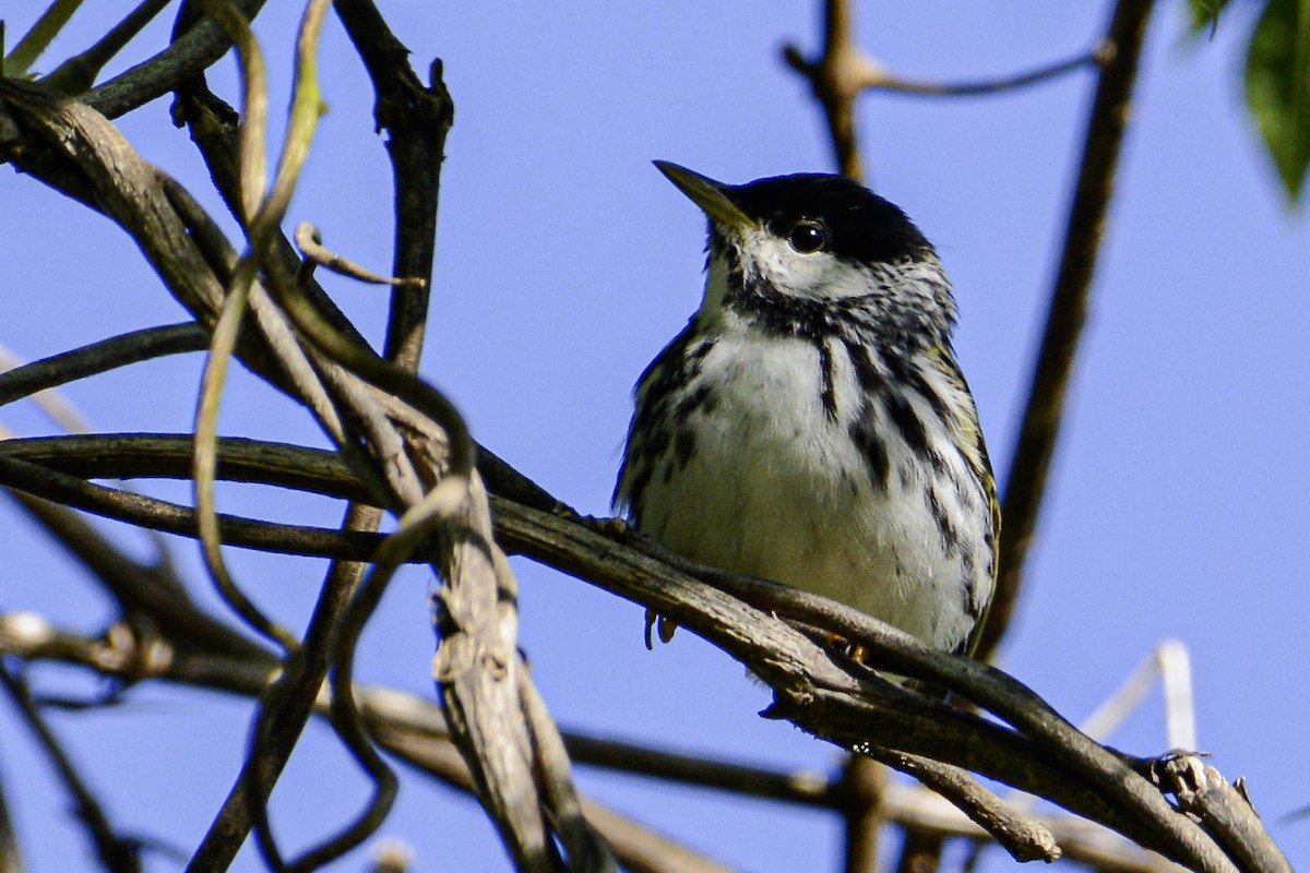 Paruline rayée - ML616592259