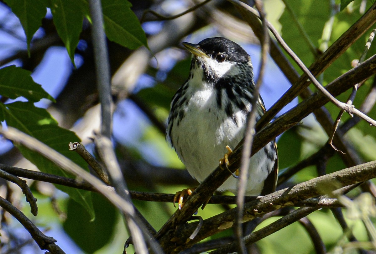 Blackpoll Warbler - ML616592260