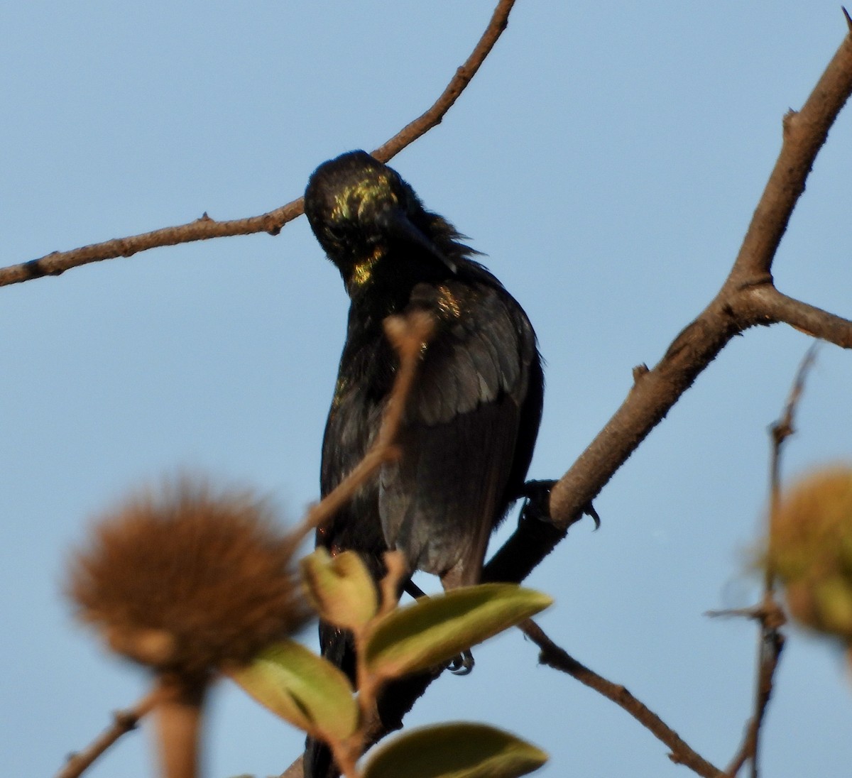 Copper Sunbird - Gary Brent