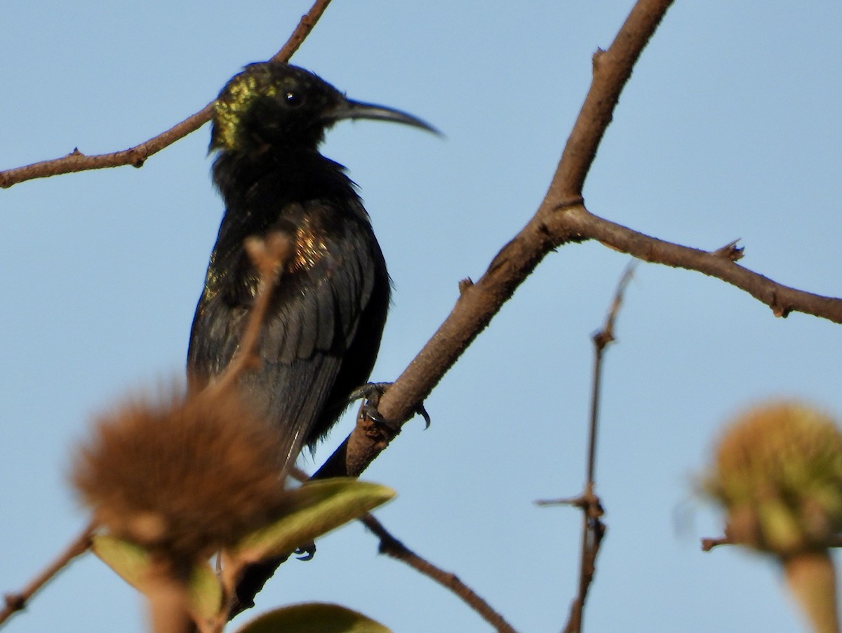 Copper Sunbird - ML616592267