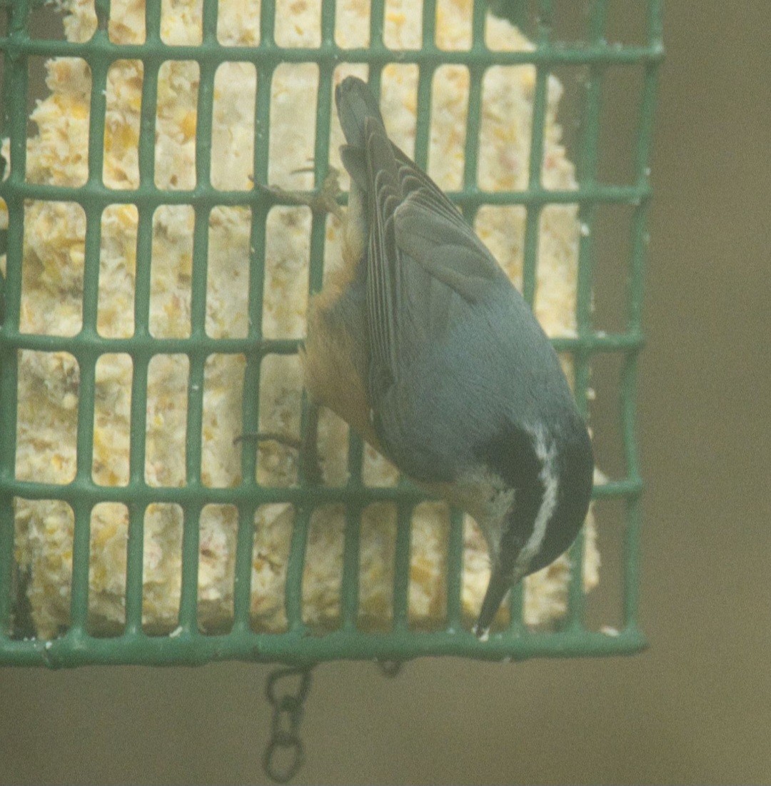 Red-breasted Nuthatch - ML616592275