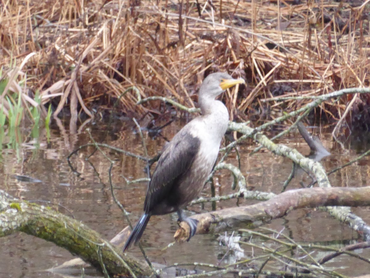 Double-crested Cormorant - ML616592315