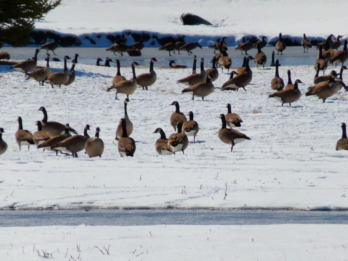 Canada Goose - ML616592329