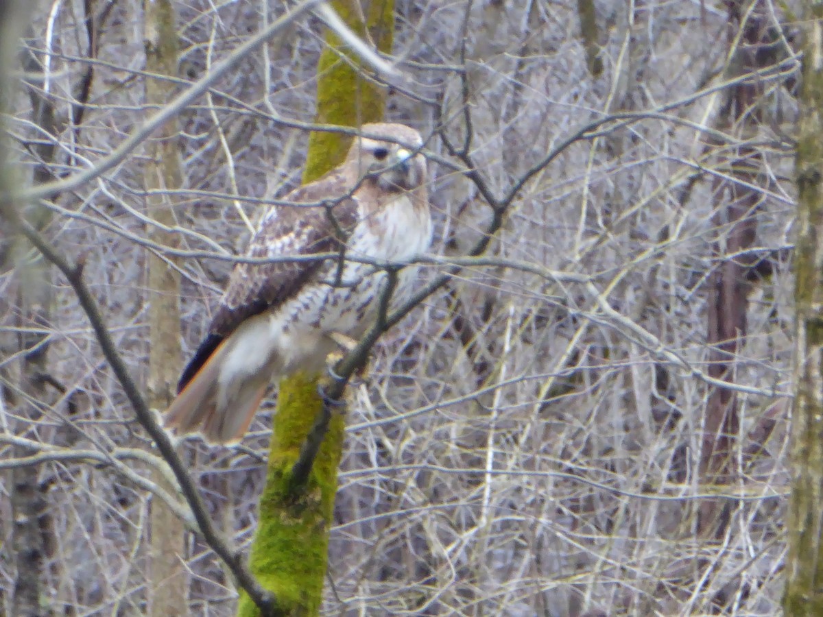 Red-tailed Hawk - ML616592330