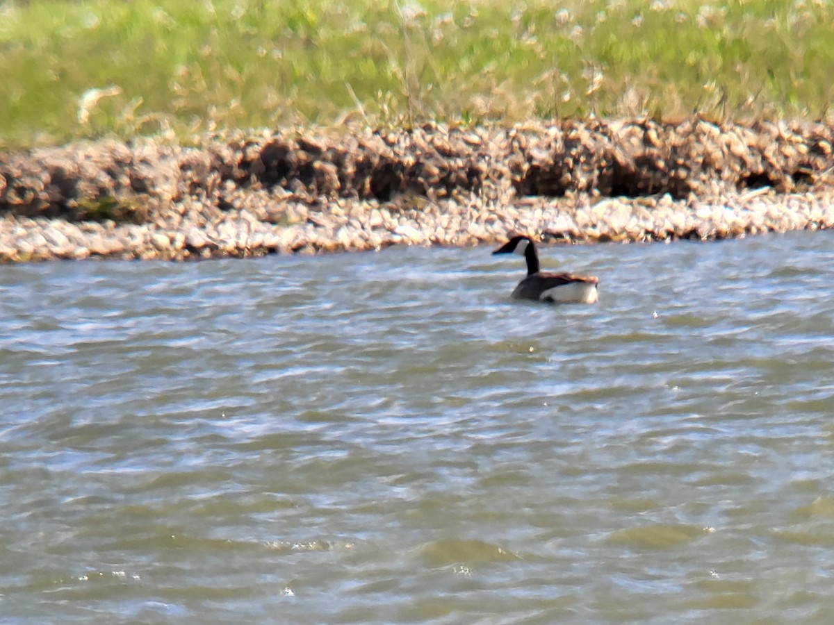 Canada Goose - ML616592331